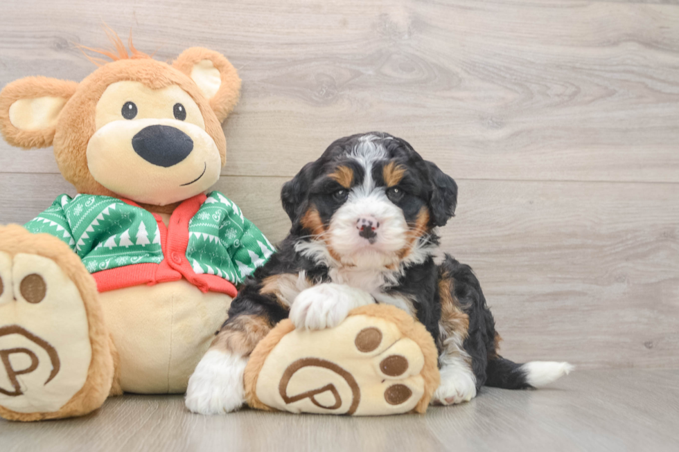 Friendly Mini Bernedoodle Baby
