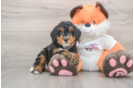Mini Bernedoodle Pup Being Cute