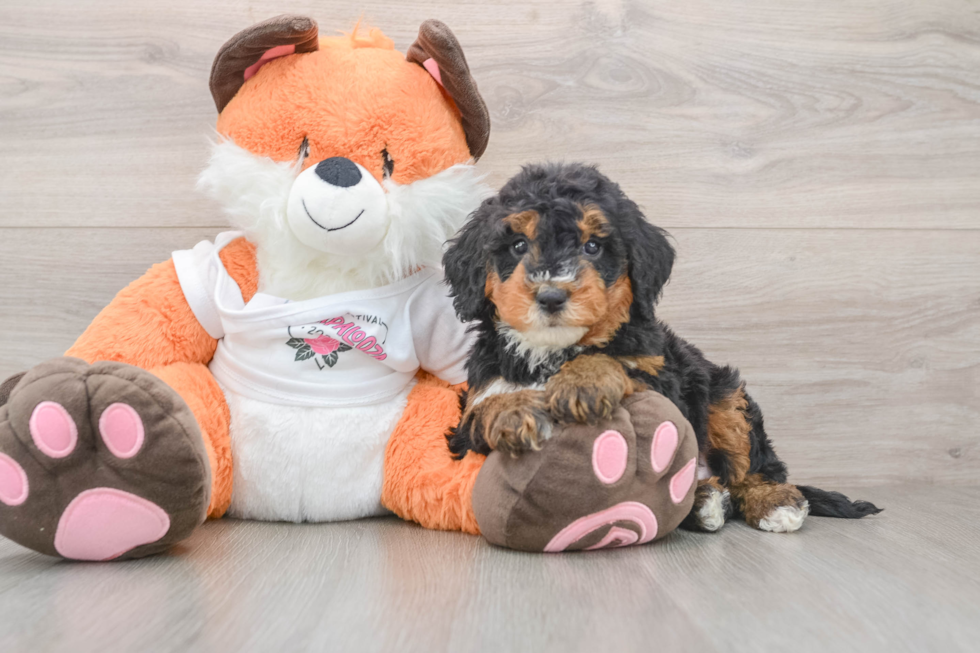 Best Mini Bernedoodle Baby