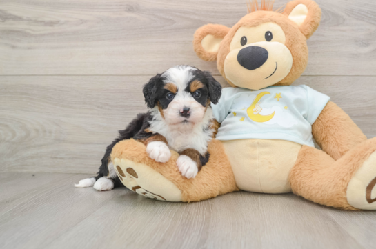 Mini Bernedoodle Pup Being Cute