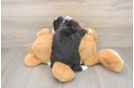 Petite Mini Bernedoodle Poodle Mix Pup