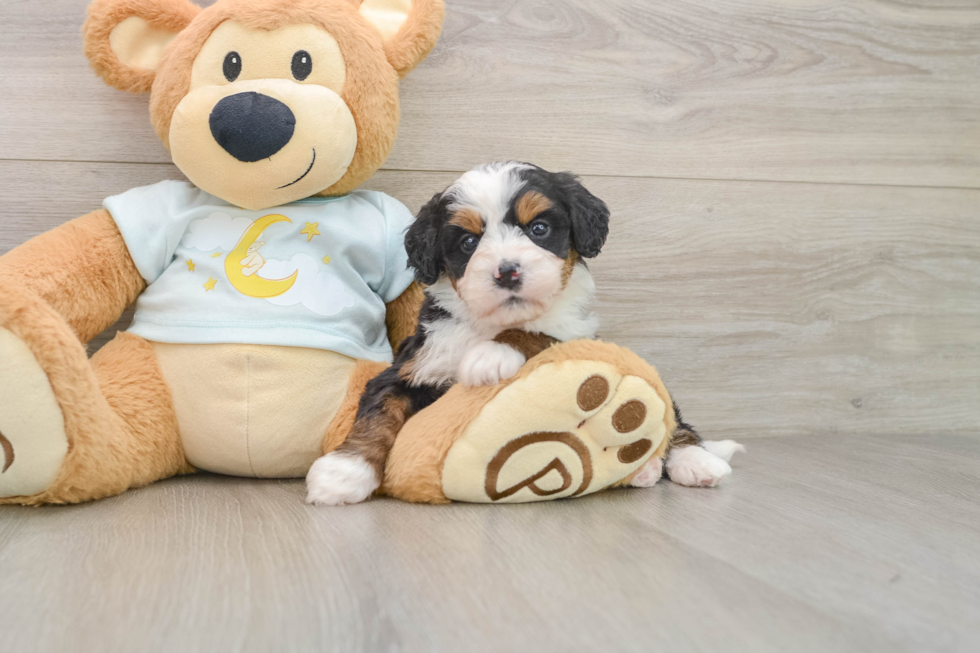 Mini Bernedoodle Pup Being Cute