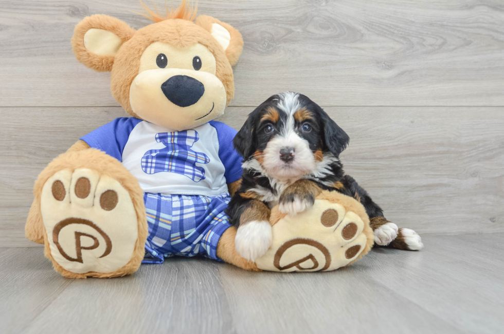 6 week old Mini Bernedoodle Puppy For Sale - Simply Southern Pups