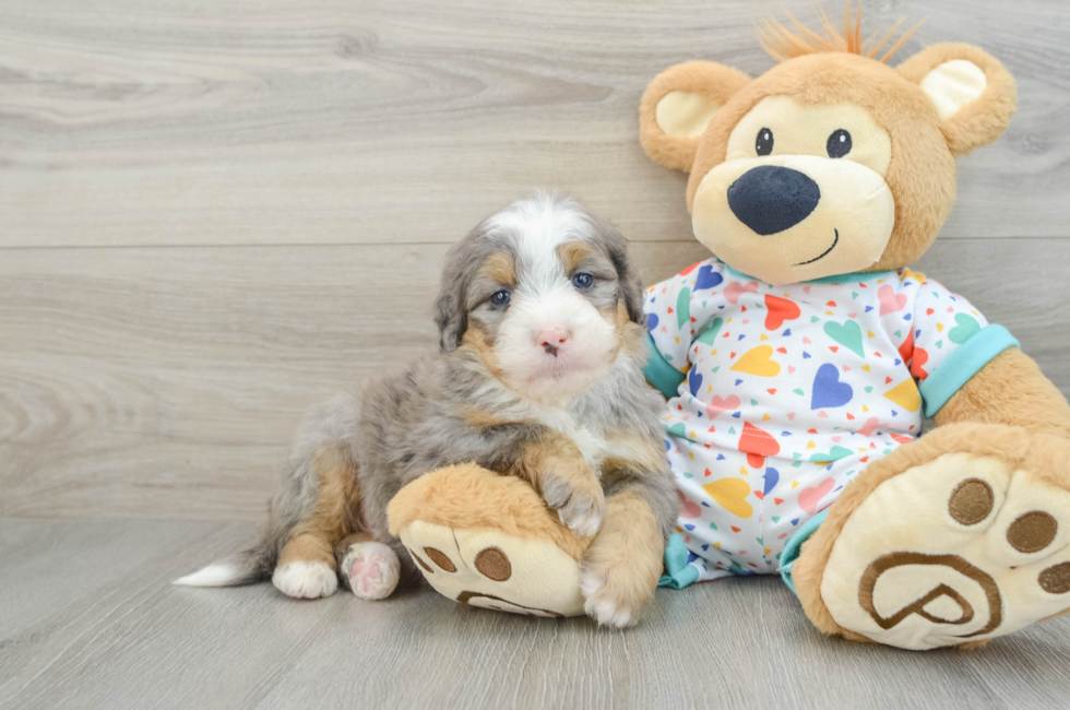 6 week old Mini Bernedoodle Puppy For Sale - Simply Southern Pups