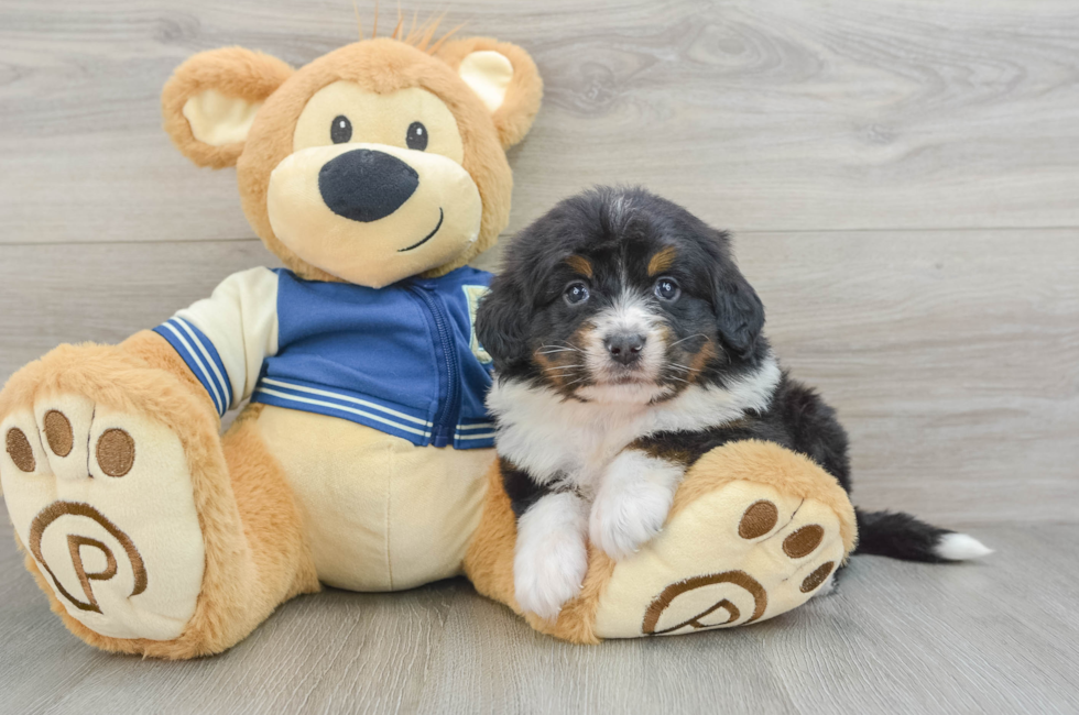 6 week old Mini Bernedoodle Puppy For Sale - Simply Southern Pups