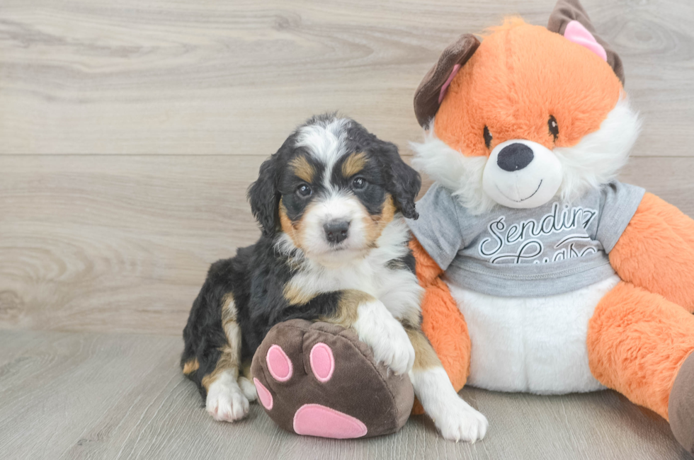 5 week old Mini Bernedoodle Puppy For Sale - Simply Southern Pups
