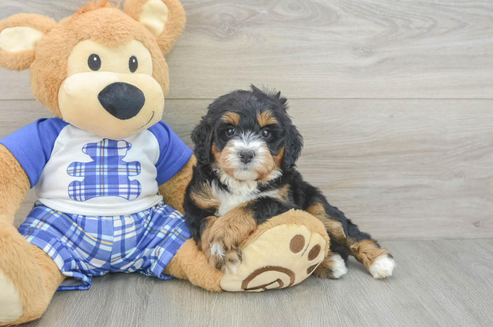 5 week old Mini Bernedoodle Puppy For Sale - Simply Southern Pups
