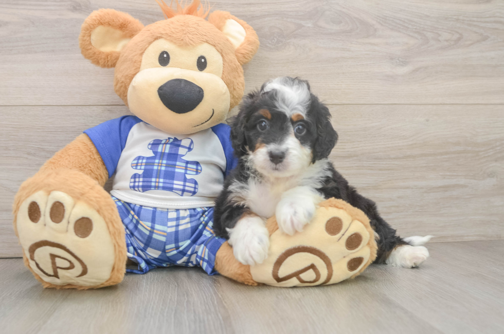 6 week old Mini Bernedoodle Puppy For Sale - Simply Southern Pups