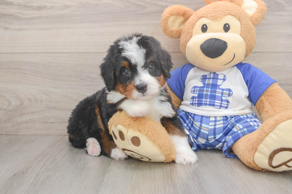 5 week old Mini Bernedoodle Puppy For Sale - Simply Southern Pups
