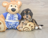 5 week old Mini Bernedoodle Puppy For Sale - Simply Southern Pups