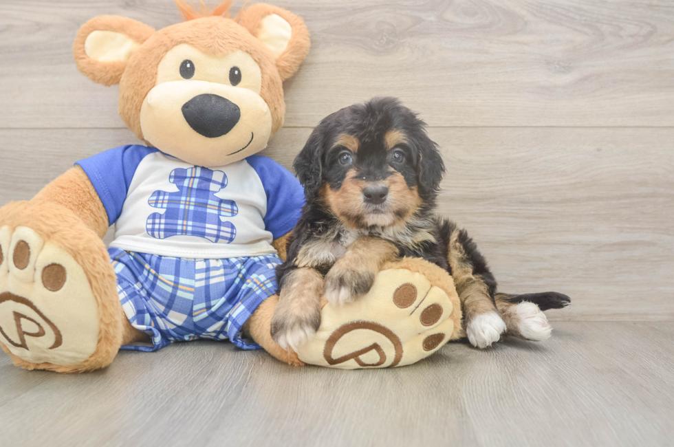 5 week old Mini Bernedoodle Puppy For Sale - Simply Southern Pups
