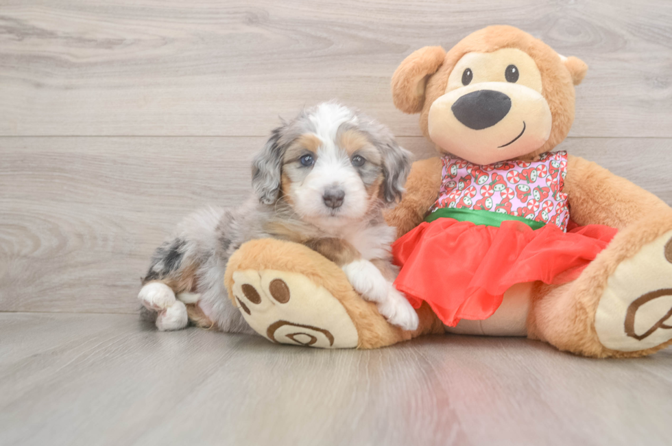 5 week old Mini Bernedoodle Puppy For Sale - Simply Southern Pups