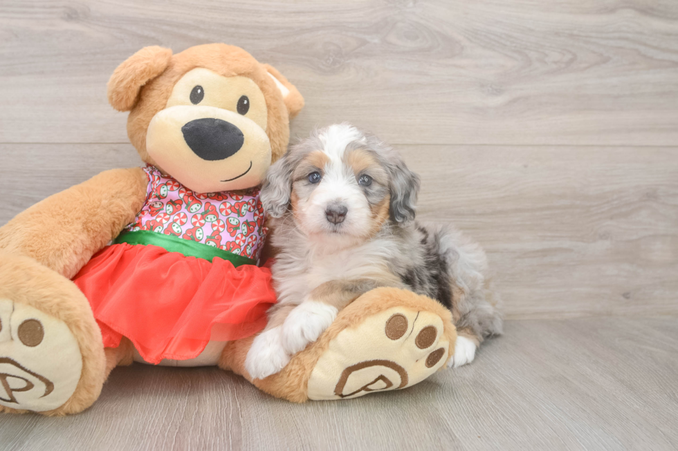Mini Bernedoodle Pup Being Cute
