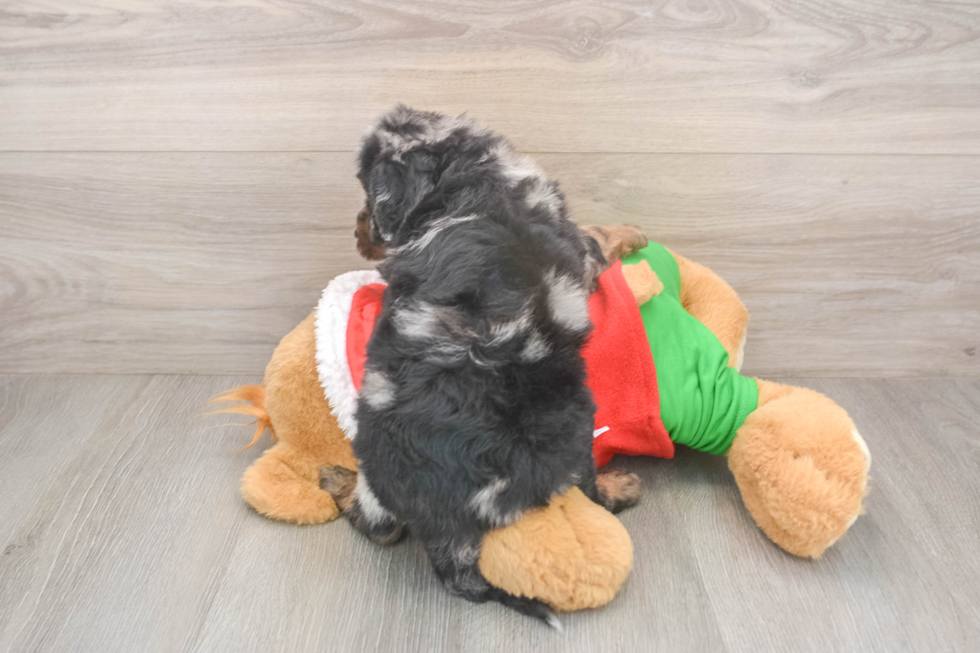 Energetic Mini Bernesepoo Poodle Mix Puppy