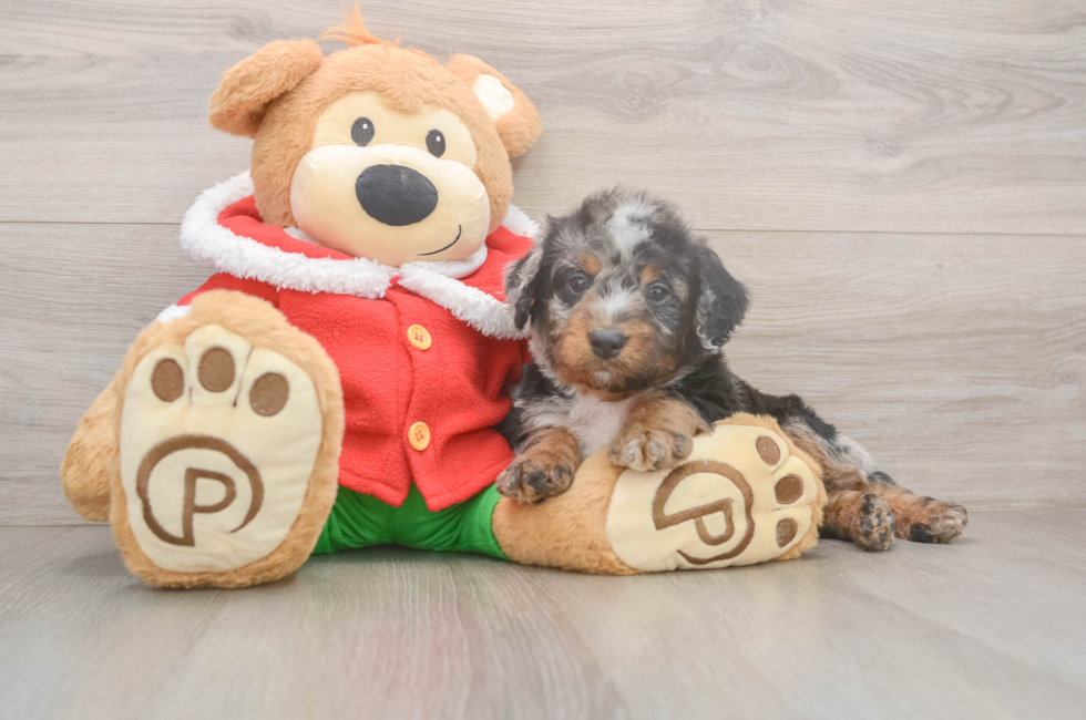 6 week old Mini Bernedoodle Puppy For Sale - Simply Southern Pups