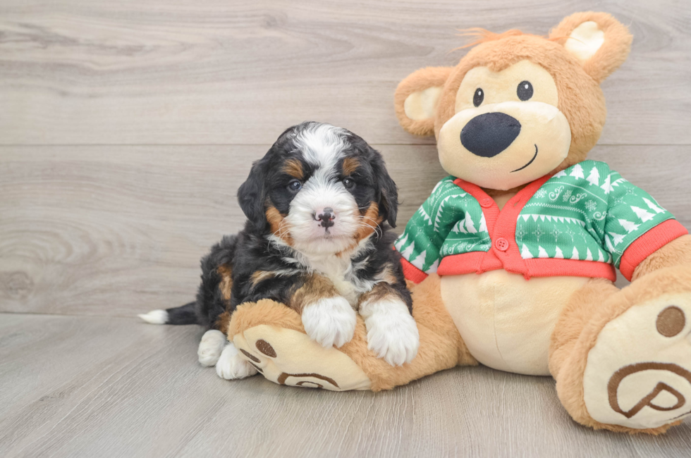 5 week old Mini Bernedoodle Puppy For Sale - Simply Southern Pups