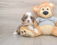 7 week old Mini Bernedoodle Puppy For Sale - Simply Southern Pups