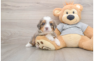 Mini Bernedoodle Pup Being Cute