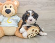 7 week old Mini Bernedoodle Puppy For Sale - Simply Southern Pups