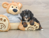7 week old Mini Bernedoodle Puppy For Sale - Simply Southern Pups