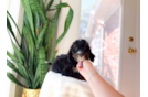 Cute Mini Bernedoodle Baby