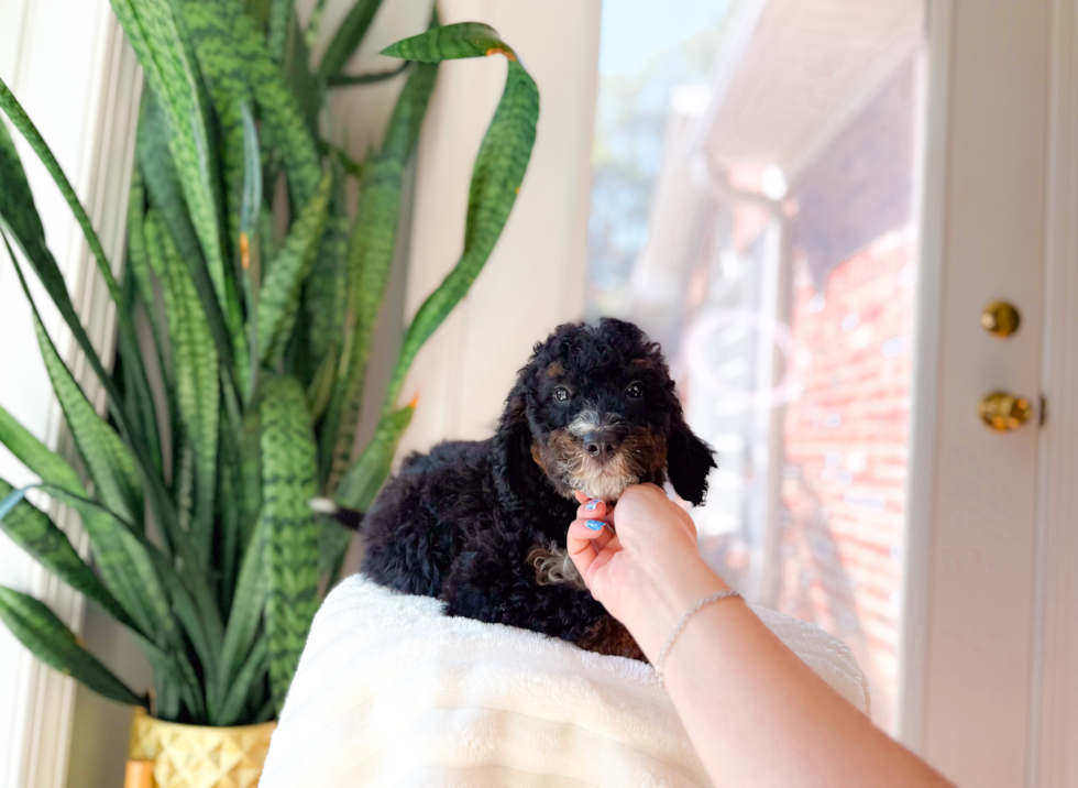 Cute Mini Bernedoodle Baby