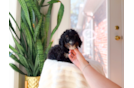 Best Mini Bernedoodle Baby