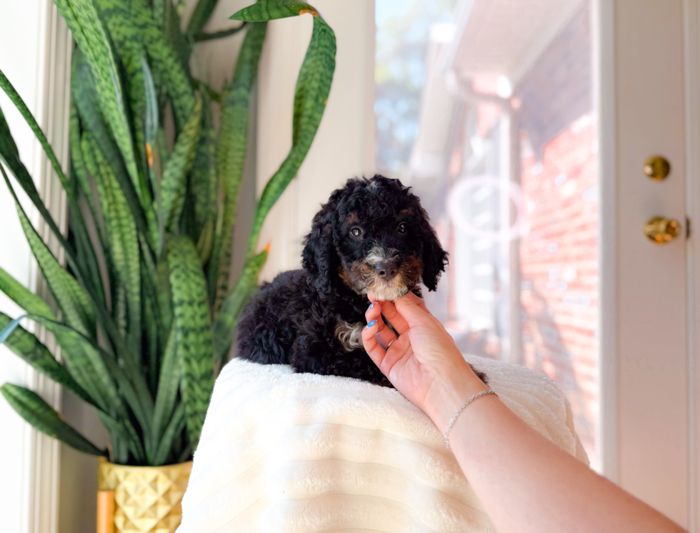 Best Mini Bernedoodle Baby