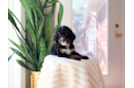 Mini Bernedoodle Puppy for Adoption