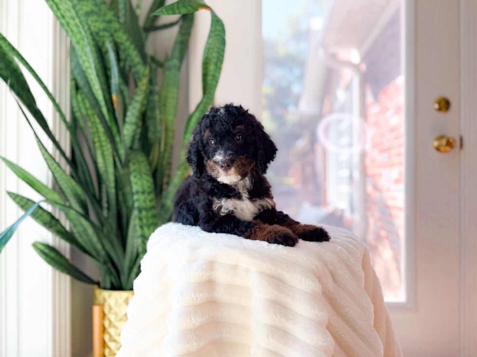 Mini Bernedoodle Puppy for Adoption