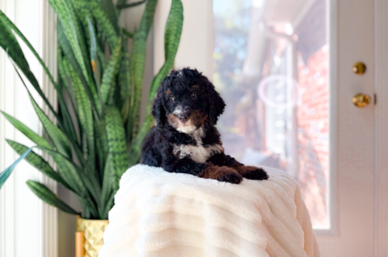 Mini Bernedoodle Puppy for Adoption