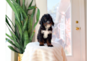 Mini Bernedoodle Pup Being Cute