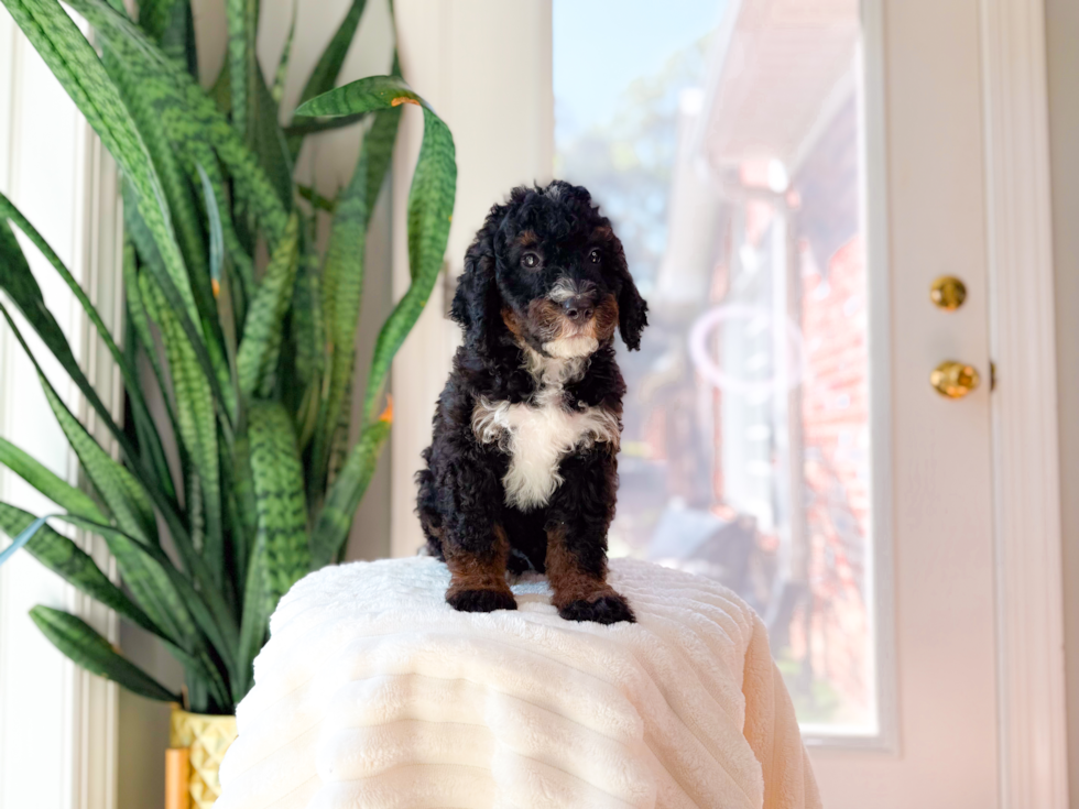 Mini Bernedoodle Pup Being Cute