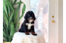 Mini Bernedoodle Pup Being Cute