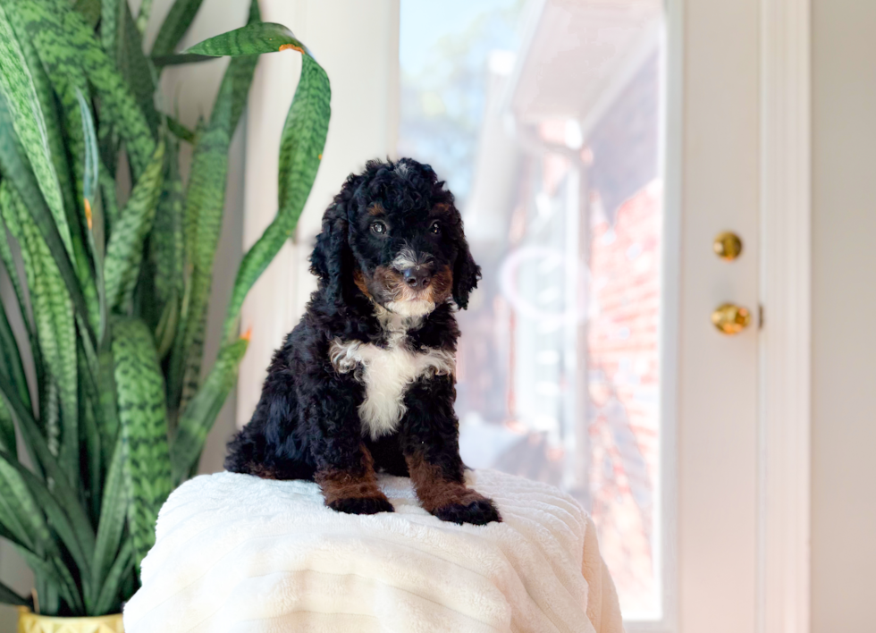 Mini Bernedoodle Pup Being Cute