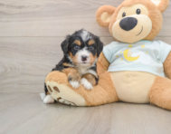 5 week old Mini Bernedoodle Puppy For Sale - Simply Southern Pups