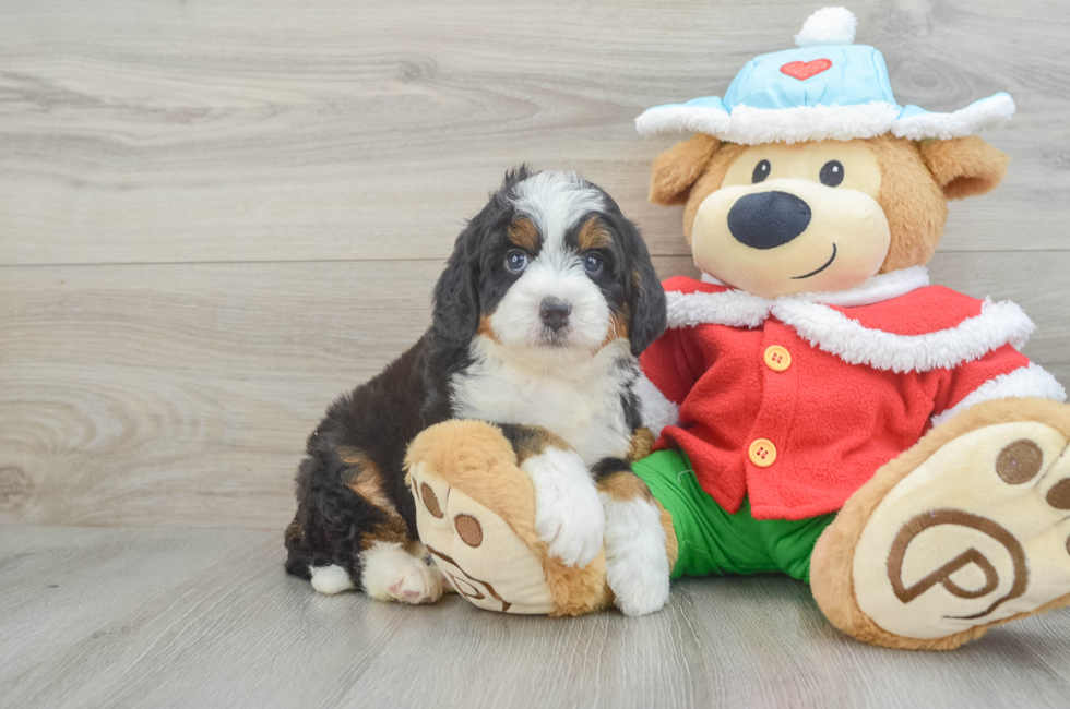 6 week old Mini Bernedoodle Puppy For Sale - Simply Southern Pups