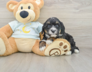 7 week old Mini Bernedoodle Puppy For Sale - Simply Southern Pups