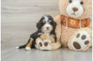 Best Mini Bernedoodle Baby