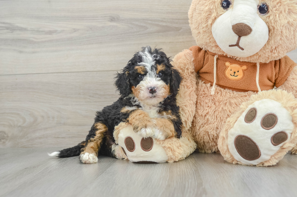 6 week old Mini Bernedoodle Puppy For Sale - Simply Southern Pups