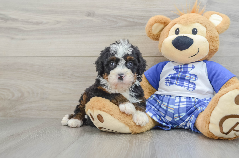 6 week old Mini Bernedoodle Puppy For Sale - Simply Southern Pups