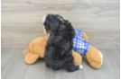 Best Mini Bernedoodle Baby