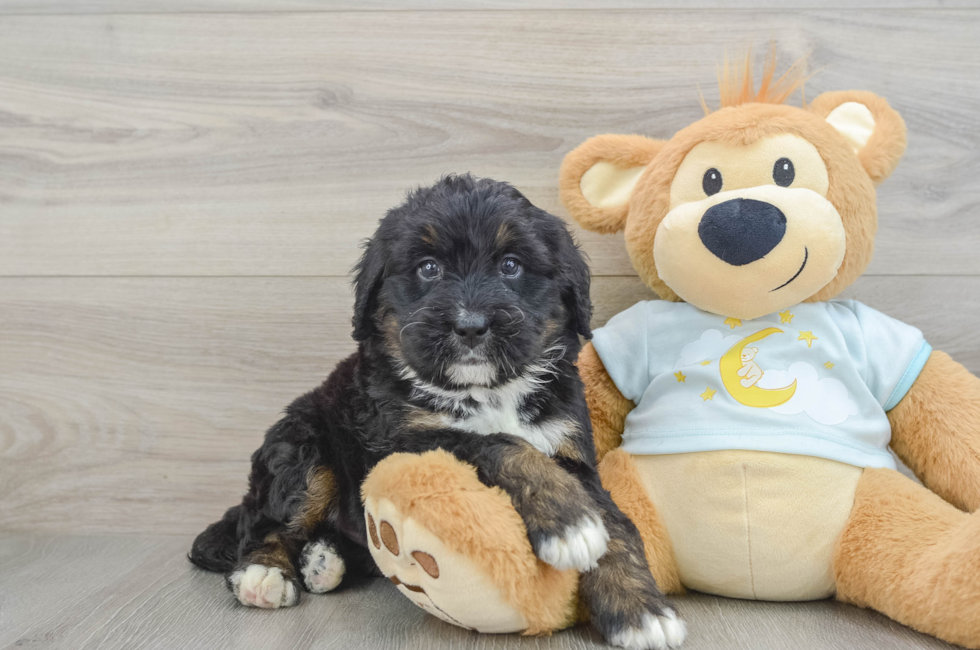 6 week old Mini Bernedoodle Puppy For Sale - Simply Southern Pups