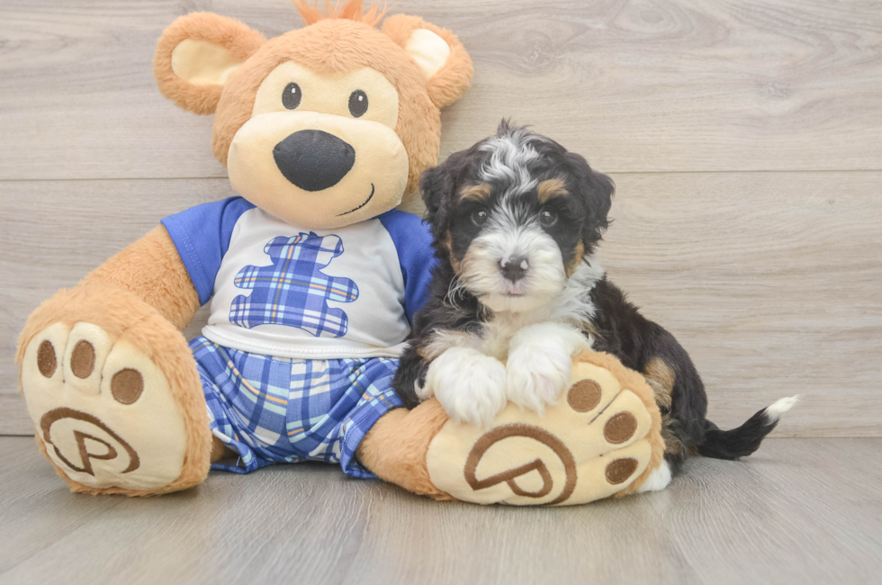 6 week old Mini Bernedoodle Puppy For Sale - Simply Southern Pups