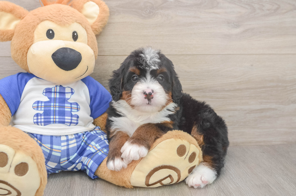 5 week old Mini Bernedoodle Puppy For Sale - Simply Southern Pups