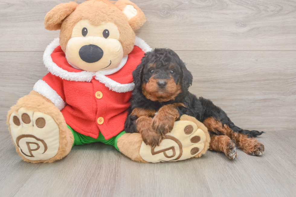 Mini Bernedoodle Pup Being Cute
