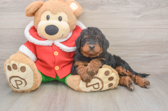 Mini Bernedoodle Pup Being Cute