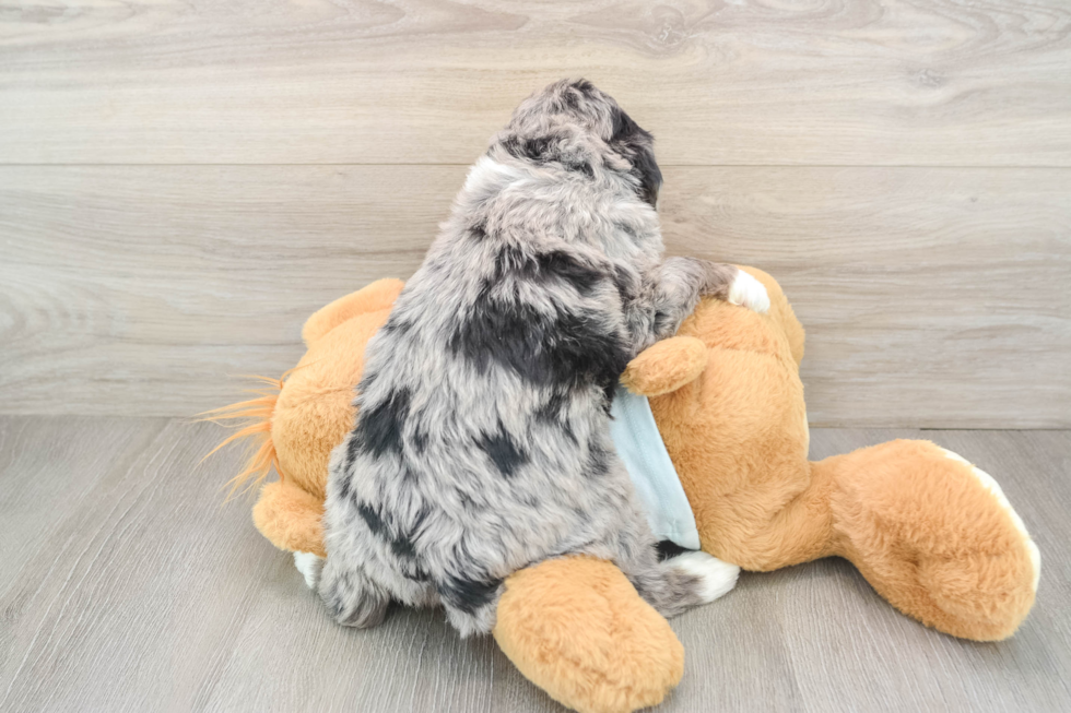 Mini Bernedoodle Pup Being Cute