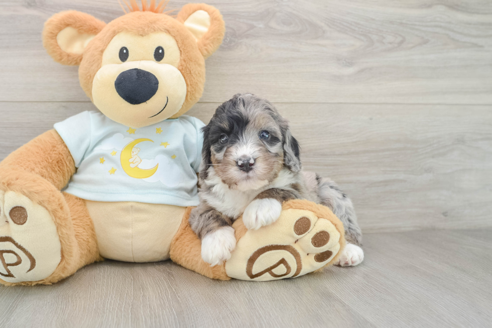 Friendly Mini Bernedoodle Baby
