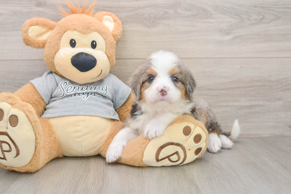 Playful Mini Bernesedoodle Poodle Mix Puppy